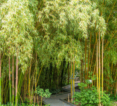 Samuel Garden